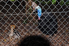 0113 Cairns Tropical Zoo